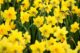 daffodil fields cotswold