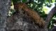 viswaprasad raju leopard