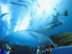 Pattaya Aquarium 
