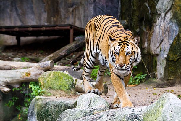 Sofia Zoo In Bulgaria